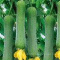 Green long  hybrid luffa sponge gourd seeds